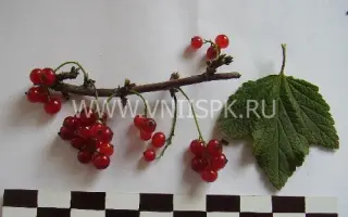 Заря Заполярья