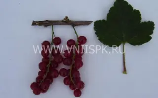 Йонкер ван Тетс (Jonkheer Van Tets, Джонхир ван Тетс)