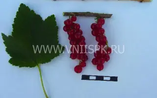 Константиновская (Память Смольяниновой)