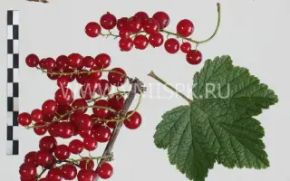 Красная Андрейченко