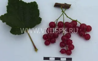 Красный крест (Red Cross)