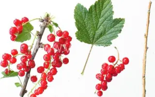 Мармеладница