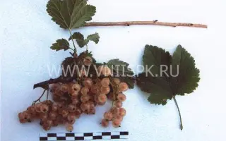 Минусинская белая