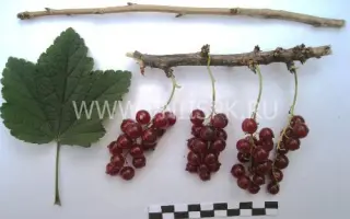 Ненаглядная