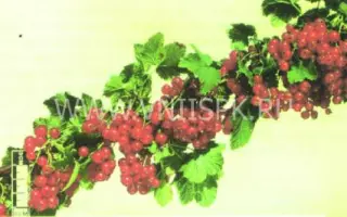 Обской закат