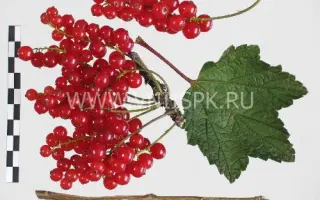 Орловская звезда