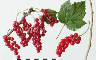 Орловчанка