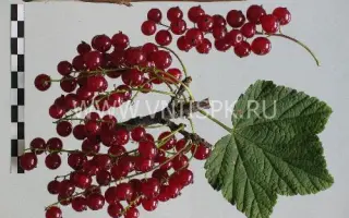 Осиповская