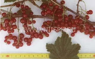 Память Губенко