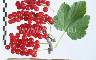 Подарок лета