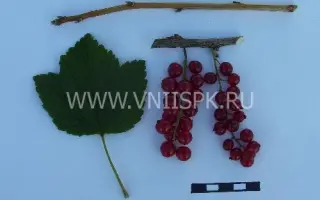 Ранняя сладкая