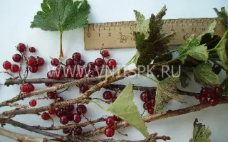 Рассветная