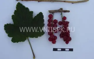 Рачновская (Ранняя Смольяниновой)