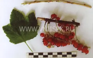 Скороспелая (Ранняя Фаворской)