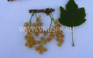 Смольяниновская (Белая Смольяниновой)