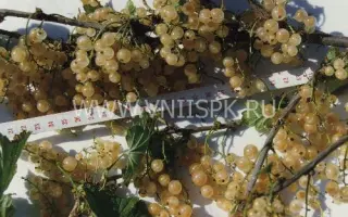 Уральская белая