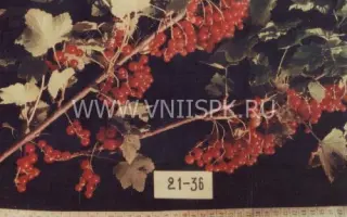 Уральские зори