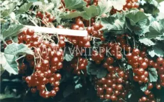 Уральская красавица