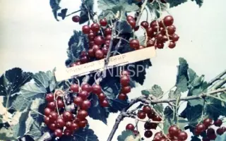 Уральский сувенир