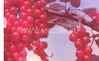 Чулковская