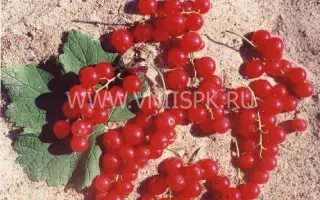 Эрстлинг аус Фирланден