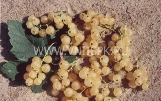 Ютерборгская (Weisse Yuterborger)