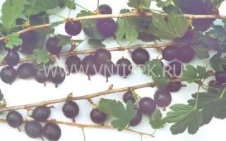 Владил (Командор)