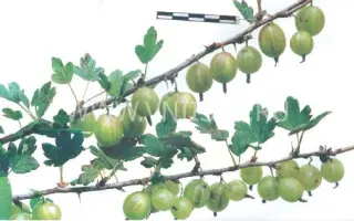 Земляничный