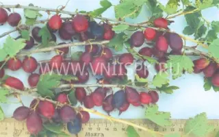 Кооператор