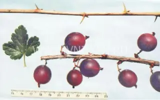 Краснославянский