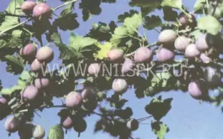 Красный крупный