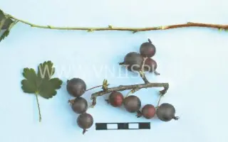 Мысовский 37