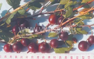 Народный (Нарядный)