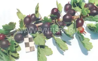 Некрасовский