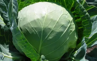 Эльвира F1 / Elvira F1