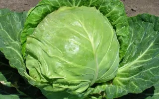 Увертюра F1 / Uvertyura F1