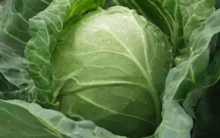 Респект F1 / Rispekt F1