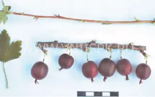 Очарование