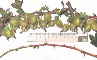 Русский желтый