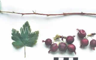 Северный капитан