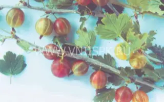 Сенатор (Консул)