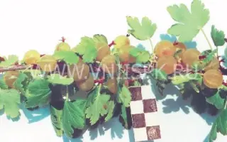 Солнечный зайчик