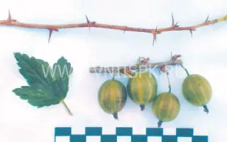 Уральский виноград