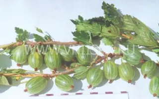 Уральский изумруд