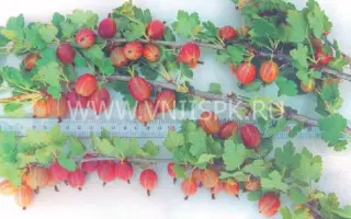 Уральский розовый