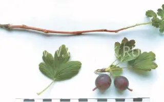 Хиннонмаен пунайнен (ОЛАВИ, hinnonmainen punainen, olavi)