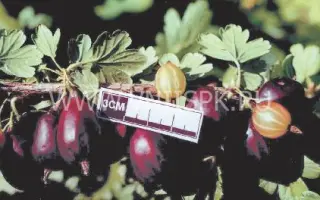 Чёрная капля