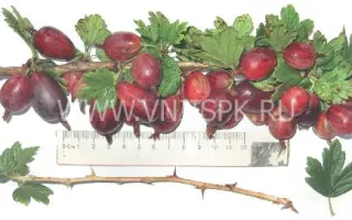 Черносливовый