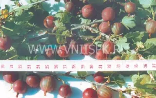 Шершневскии