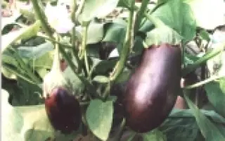 УЛЬТРАРАННІЙ F1 